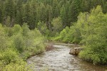 Red-twig Dogwood, Red Alder, Ponderosa Pines along San Poli River