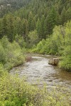 Red-twig Dogwood, Red Alder, Ponderosa Pines along San Poli River