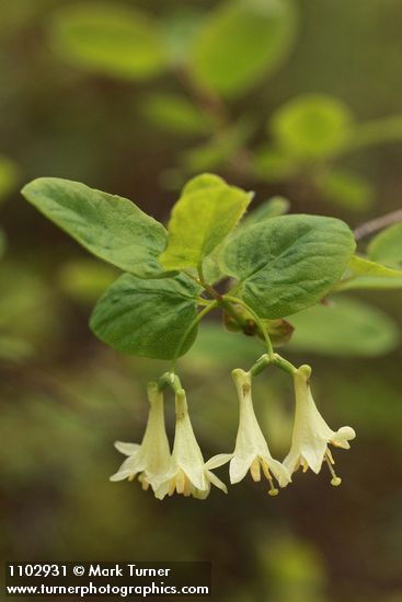 Lonicera utahensis