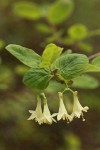 Utah Honeysuckle blossoms & foliage