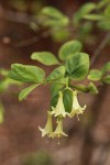 Utah Honeysuckle blossoms & foliage