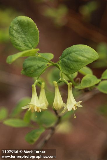 Lonicera utahensis