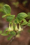 Utah Honeysuckle blossoms & foliage