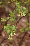 Utah Honeysuckle blossoms & foliage