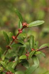 Oregon Boxwood blossoms & foliage