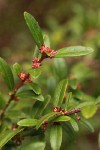 Oregon Boxwood blossoms & foliage