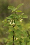 Utah Honeysuckle blossoms & foliage