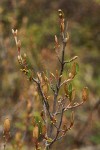 Russet Buffaloberry blossoms & emerging foliage