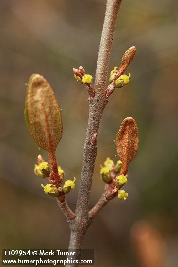 Shepherdia canadensis