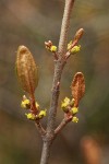 Russet Buffaloberry blossoms & emerging foliage detail