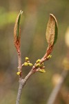 Russet Buffaloberry blossoms & emerging foliage detail