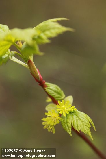 Acer glabrum var. douglasii