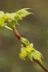 Douglas Maple blossoms & emerging foliage detail