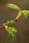 Douglas Maple blossoms & emerging foliage detail