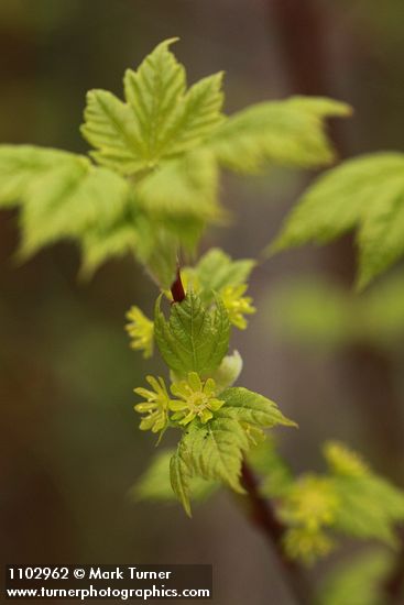 Acer glabrum var. douglasii