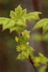 Douglas Maple blossoms & emerging foliage detail