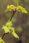 Douglas Maple blossoms & emerging foliage detail