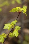 Douglas Maple blossoms & emerging foliage detail