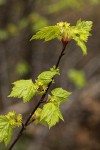 Douglas Maple blossoms & emerging foliage detail