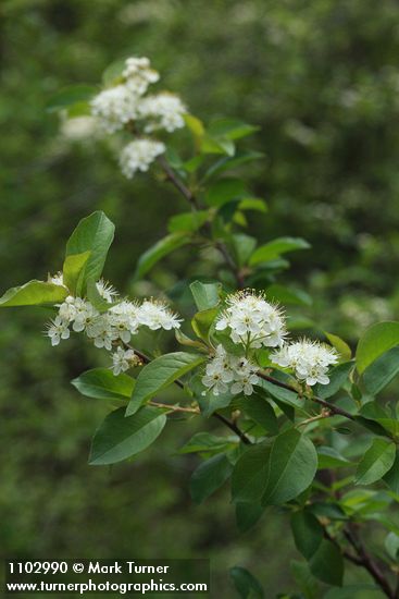 Prunus emarginata