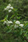 Bitter Cherry blossoms & foliage