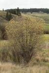 Bebb Willow (male) at edge of wet meadow