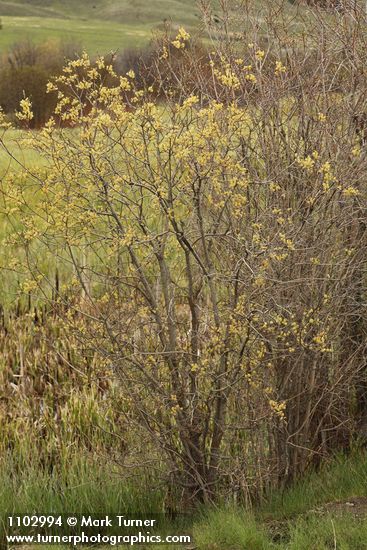 Salix bebbiana