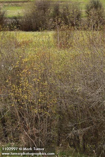 Salix bebbiana