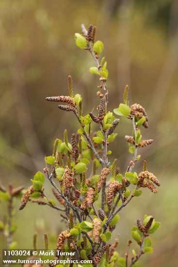 Betula glandulosa