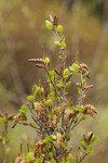 Resin Birch catkins & foliage