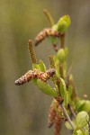 Resin Birch female & male catkins & foliage detail