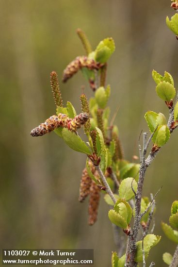 Betula glandulosa