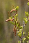 Resin Birch female & male catkins & foliage