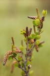 Resin Birch female & male catkins & foliage detail