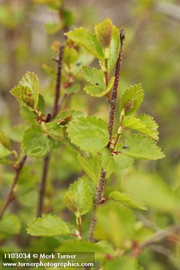 Betula glandulosa