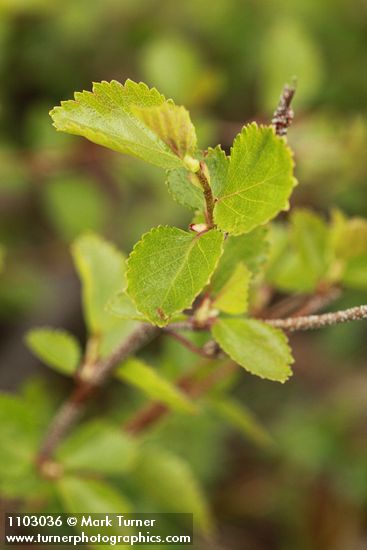 Betula glandulosa