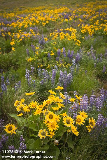 Balsamorhiza sagittata; Lupinus sulphureus