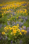 Arrow-leaved Balsamroot & Sulphur Lupines carpet hillside (88mm)
