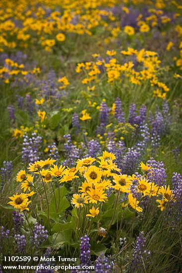 Balsamorhiza sagittata; Lupinus sulphureus