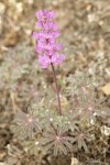 Chick Lupine