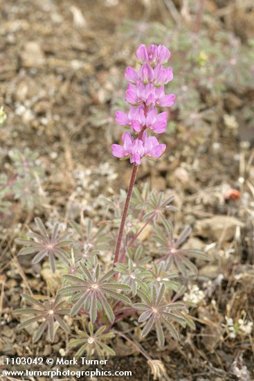 Lupinus subvexus var. subvexus (L. microcarpus)