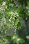 Fremont's Silk Tassel immature fruit & foliage