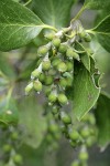 Fremont's Silk Tassel immature fruit & foliage detail