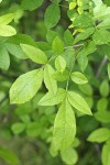 Oregon Ash foliage w/ raindrops