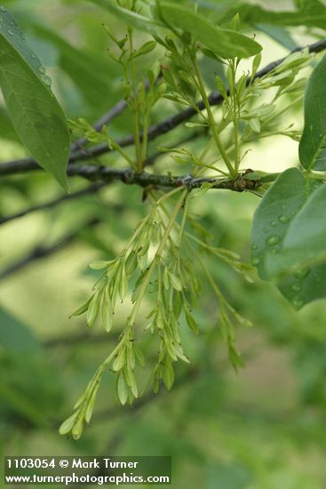 Fraxinus latifolia