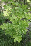 Oregon Ash foliage w/ raindrops