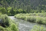 Klamath River framed by Narrowleaf Willows, Oregon Ash, Ponderosa Pines