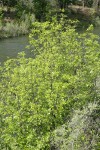 Oregon Ash at edge of Klamath River