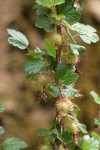 Sierra Gooseberry immature fruit & foliage