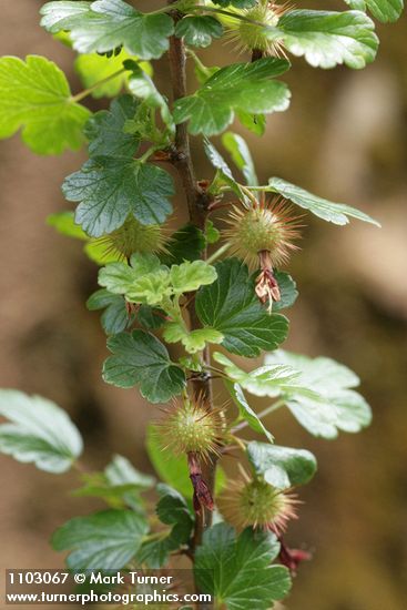 Ribes roezlii